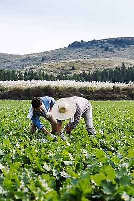 포토 JPG 주간 전신 남자 행복 아들 50대 가족 한국 작업복 숙이기 사람 풍경 성인 야외 두명 앞모습 30대 부모 수건 제주도 새싹 농사 기쁨 한국인 자녀 체험 아빠 무 즐거움 밀짚모자 귀농 무밭 밭농사 부자지간 성인남자만 소상공인 국내포토 자연요소 식물 직업 모자_잡화 옷 감정 아시아 뷰포인트 중년 포즈 컨셉 밭 농업 관계 뿌리채소 동양인 장년 경제 위생용품 상인 남자만 성인만 파일형식