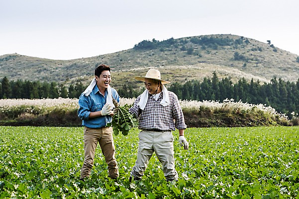 포토 JPG 주간 전신 남자 행복 아들 50대 가족 한국 작업복 서기 미소 들기 사람 풍경 성인 야외 두명 앞모습 30대 부모 수건 제주도 새싹 농사 기쁨 한국인 자녀 체험 아빠 무 즐거움 밀짚모자 귀농 무밭 밭농사 부자지간 성인남자만 소상공인 국내포토 자연요소 식물 직업 모자_잡화 옷 감정 아시아 뷰포인트 중년 컨셉 밭 농업 관계 모션 뿌리채소 표정 동양인 장년 경제 위생용품 상인 남자만 성인만 파일형식