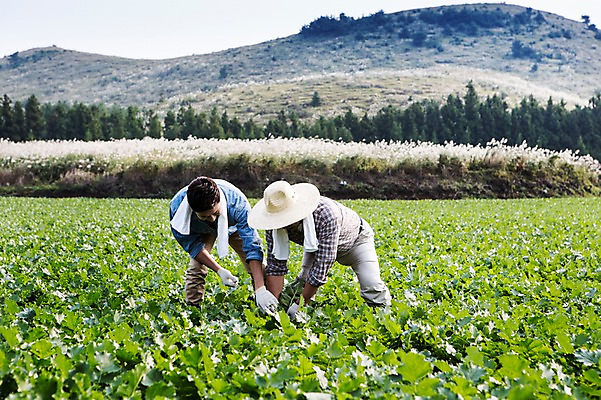 포토 JPG 주간 전신 남자 행복 아들 50대 가족 한국 작업복 숙이기 서기 사람 성인 야외 두명 앞모습 30대 부모 수건 제주도 새싹 농사 기쁨 한국인 자녀 체험 아빠 무 즐거움 밀짚모자 귀농 무밭 밭농사 부자지간 성인남자만 소상공인 국내포토 자연요소 식물 직업 모자_잡화 옷 감정 아시아 뷰포인트 중년 포즈 컨셉 밭 농업 관계 모션 뿌리채소 동양인 장년 경제 위생용품 상인 남자만 성인만 파일형식
