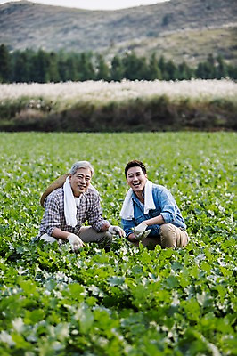 포토 JPG 주간 남자 행복 아들 50대 가족 한국 작업복 미소 사람 앉기 상반신 성인 야외 두명 앞모습 30대 부모 수건 제주도 새싹 농사 기쁨 한국인 자녀 체험 아빠 무 즐거움 밀짚모자 귀농 무밭 밭농사 부자지간 성인남자만 소상공인 국내포토 자연요소 식물 직업 모자_잡화 옷 감정 아시아 뷰포인트 중년 컨셉 밭 농업 관계 모션 뿌리채소 표정 동양인 장년 경제 위생용품 상인 남자만 성인만 파일형식