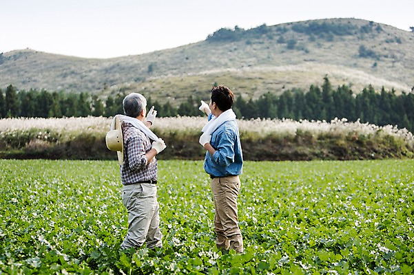 포토 JPG 주간 응시 남자 행복 아들 50대 가족 한국 작업복 서기 사람 손짓 상반신 성인 야외 두명 옆모습 30대 부모 수건 제주도 새싹 농사 기쁨 한국인 자녀 가리킴 체험 아빠 무 즐거움 밀짚모자 귀농 무밭 밭농사 부자지간 성인남자만 소상공인 국내포토 자연요소 식물 직업 모자_잡화 시선 옷 감정 아시아 뷰포인트 중년 컨셉 밭 농업 관계 모션 뿌리채소 동양인 장년 경제 위생용품 상인 남자만 성인만 파일형식
