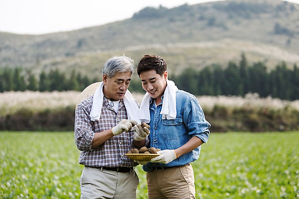 포토 JPG 주간 남자 행복 아들 50대 가족 감자 한국 작업복 서기 미소 들기 사람 상반신 성인 야외 두명 앞모습 30대 부모 수건 제주도 바구니 새싹 농사 기쁨 한국인 자녀 체험 아빠 무 즐거움 귀농 무밭 밭농사 부자지간 성인남자만 소상공인 국내포토 자연요소 식물 직업 옷 감정 아시아 뷰포인트 중년 컨셉 밭 농업 채소 관계 모션 뿌리채소 표정 동양인 장년 경제 위생용품 상인 남자만 성인만 파일형식