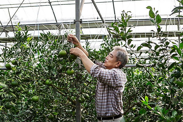 포토 나무 1 옷 감정 아시아 뷰포인트 중년 농업 과일 가족 모션 한국 사람 동양인 내부 남자만 남자한명만 성인남자만 중년만 중년남자만 성인만 파일형식 JPG 남자 행복 50대 실내 작업복 한명 서기 상반신 성인 옆모습 부모 제주도 농장 기쁨 한국인 수확 아빠 즐거움 비닐하우스 한라봉 성인한명만 성인남자한명만 중년남자한명만 과수원 농사 귀농 과일나무 국내포토