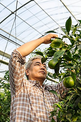 포토 JPG 남자 행복 50대 한국 실내 작업복 한명 서기 미소 사람 상반신 성인 앞모습 부모 제주도 농장 농사 기쁨 한국인 수확 아빠 과수원 과일나무 즐거움 귀농 비닐하우스 한라봉 남자한명만 성인남자만 성인한명만 성인남자한명만 중년만 중년남자만 중년남자한명만 국내포토 나무 1 옷 감정 아시아 뷰포인트 중년 농업 과일 가족 모션 표정 동양인 내부 남자만 성인만 파일형식