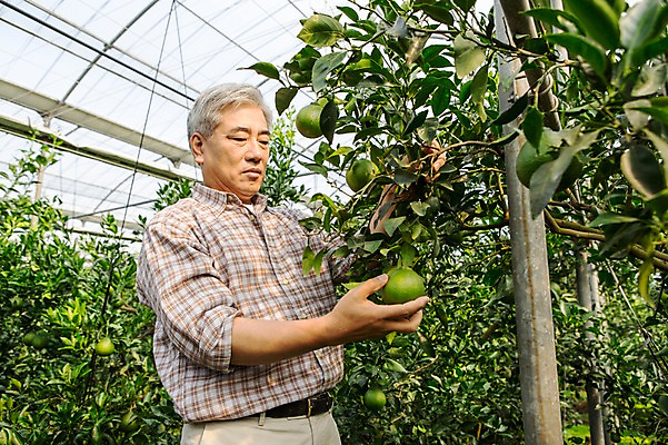 포토 JPG 남자 행복 50대 한국 실내 작업복 한명 서기 사람 상반신 성인 앞모습 부모 제주도 농장 농사 기쁨 한국인 수확 아빠 과수원 과일나무 즐거움 귀농 비닐하우스 한라봉 남자한명만 성인남자만 성인한명만 성인남자한명만 중년만 중년남자만 중년남자한명만 국내포토 나무 1 옷 감정 아시아 뷰포인트 중년 농업 과일 가족 모션 동양인 내부 남자만 성인만 파일형식