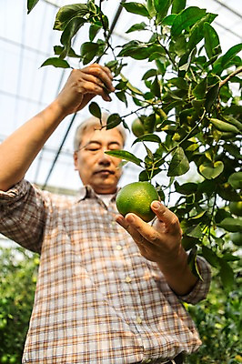 포토 JPG 남자 행복 50대 한국 실내 작업복 한명 서기 사람 상반신 성인 앞모습 부모 제주도 농장 농사 기쁨 한국인 수확 아빠 과수원 과일나무 즐거움 귀농 비닐하우스 한라봉 남자한명만 성인남자만 성인한명만 성인남자한명만 중년만 중년남자만 중년남자한명만 국내포토 나무 1 옷 감정 아시아 뷰포인트 중년 농업 과일 가족 모션 동양인 내부 남자만 성인만 파일형식