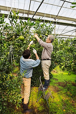 포토 JPG 전신 남자 행복 아들 50대 사다리 가족 한국 실내 작업복 서기 사람 성인 두명 옆모습 뒷모습 30대 부모 제주도 농장 농사 기쁨 한국인 수확 자녀 체험 아빠 과수원 과일나무 즐거움 귀농 비닐하우스 한라봉 부자지간 성인남자만 국내포토 나무 옷 감정 아시아 뷰포인트 중년 컨셉 농업 과일 관계 모션 동양인 내부 장년 도구 남자만 성인만 파일형식