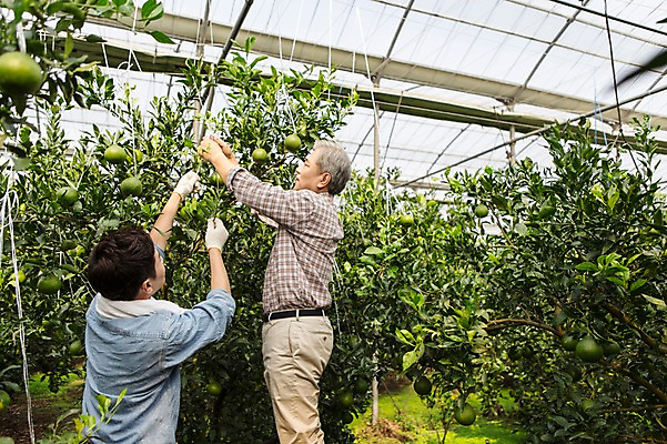 포토 JPG 남자 행복 아들 50대 가족 한국 실내 작업복 서기 사람 상반신 성인 두명 옆모습 뒷모습 30대 부모 제주도 농장 농사 기쁨 한국인 수확 자녀 체험 아빠 과수원 과일나무 즐거움 귀농 비닐하우스 한라봉 부자지간 성인남자만 국내포토 나무 옷 감정 아시아 뷰포인트 중년 컨셉 농업 과일 관계 모션 동양인 내부 장년 남자만 성인만 파일형식