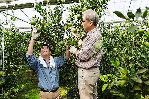 포토 JPG 남자 행복 아들 50대 가족 한국 실내 작업복 서기 사람 상반신 성인 두명 앞모습 옆모습 30대 부모 수건 제주도 농장 농사 기쁨 한국인 수확 자녀 체험 아빠 과수원 과일나무 즐거움 귀농 비닐하우스 한라봉 부자지간 성인남자만 국내포토 나무 옷 감정 아시아 뷰포인트 중년 컨셉 농업 과일 관계 모션 동양인 내부 장년 위생용품 남자만 성인만 파일형식