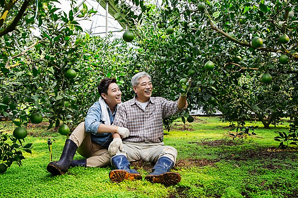 포토 JPG 전신 남자 행복 아들 50대 가족 휴식 한국 실내 작업복 미소 사람 앉기 성인 두명 앞모습 30대 부모 수건 제주도 농장 농사 기쁨 한국인 수확 자녀 체험 아빠 과수원 과일나무 즐거움 귀농 비닐하우스 한라봉 부자지간 성인남자만 국내포토 나무 옷 감정 아시아 뷰포인트 중년 컨셉 농업 과일 관계 모션 표정 동양인 내부 장년 위생용품 남자만 성인만 파일형식
