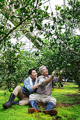 포토 JPG 전신 남자 행복 아들 50대 가족 휴식 한국 실내 작업복 미소 사람 앉기 성인 두명 앞모습 30대 부모 수건 제주도 농장 농사 기쁨 한국인 수확 자녀 체험 아빠 과수원 과일나무 즐거움 귀농 비닐하우스 한라봉 부자지간 성인남자만 국내포토 나무 옷 감정 아시아 뷰포인트 중년 컨셉 농업 과일 관계 모션 표정 동양인 내부 장년 위생용품 남자만 성인만 파일형식