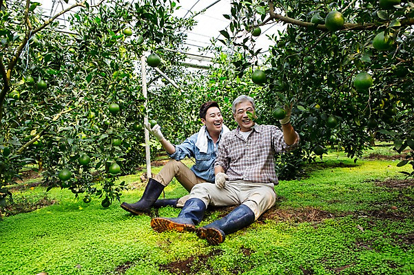 포토 JPG 전신 남자 행복 아들 50대 가족 휴식 한국 실내 작업복 미소 사람 앉기 성인 두명 앞모습 30대 부모 수건 제주도 농장 농사 기쁨 한국인 수확 자녀 체험 아빠 과수원 과일나무 즐거움 귀농 비닐하우스 한라봉 부자지간 성인남자만 국내포토 나무 옷 감정 아시아 뷰포인트 중년 컨셉 농업 과일 관계 모션 표정 동양인 내부 장년 위생용품 남자만 성인만 파일형식