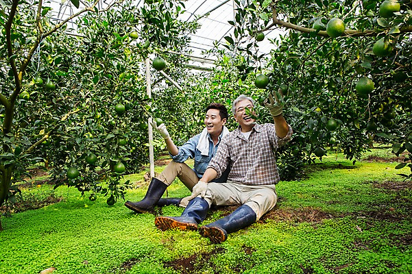 포토 JPG 전신 남자 행복 아들 50대 가족 휴식 한국 실내 작업복 미소 사람 앉기 성인 두명 앞모습 30대 부모 수건 제주도 농장 농사 기쁨 한국인 수확 자녀 체험 아빠 과수원 과일나무 즐거움 귀농 비닐하우스 한라봉 부자지간 성인남자만 국내포토 나무 옷 감정 아시아 뷰포인트 중년 컨셉 농업 과일 관계 모션 표정 동양인 내부 장년 위생용품 남자만 성인만 파일형식