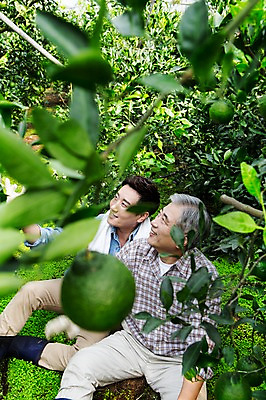 포토 JPG 남자 행복 아들 50대 가족 휴식 한국 실내 작업복 사람 앉기 상반신 성인 두명 앞모습 30대 부모 제주도 농장 농사 기쁨 한국인 수확 자녀 체험 아빠 과수원 과일나무 즐거움 귀농 비닐하우스 한라봉 부자지간 성인남자만 국내포토 나무 옷 감정 아시아 뷰포인트 중년 컨셉 농업 과일 관계 모션 동양인 내부 장년 남자만 성인만 파일형식