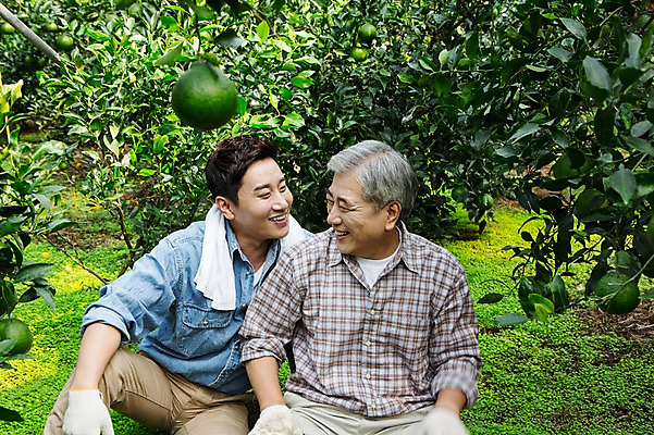 포토 JPG 남자 행복 아들 50대 가족 휴식 한국 실내 작업복 미소 사람 앉기 상반신 성인 두명 앞모습 30대 부모 제주도 농장 농사 다정 기쁨 한국인 수확 자녀 아빠 과수원 과일나무 즐거움 귀농 비닐하우스 한라봉 부자지간 성인남자만 국내포토 나무 옷 감정 아시아 뷰포인트 중년 컨셉 농업 과일 관계 모션 표정 동양인 내부 장년 남자만 성인만 파일형식
