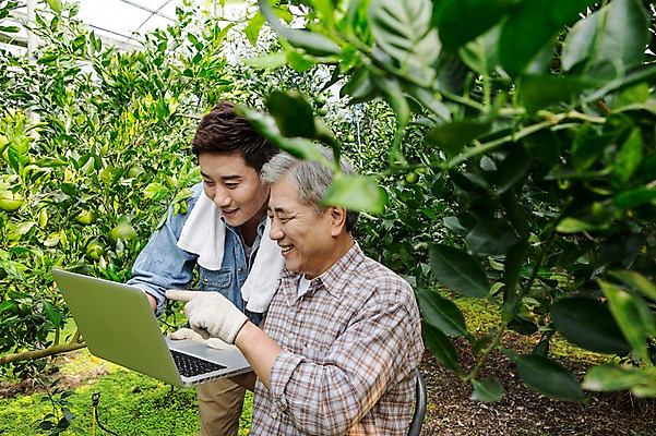포토 JPG 남자 행복 아들 50대 가족 한국 실내 실험 작업복 서기 미소 사람 앉기 상반신 성인 두명 옆모습 30대 노트북 부모 제주도 농장 농사 기쁨 한국인 자녀 가리킴 기록 아빠 과수원 과일나무 즐거움 귀농 비닐하우스 한라봉 개발 부자지간 성인남자만 국내포토 나무 옷 감정 아시아 뷰포인트 중년 농업 과일 관계 모션 표정 동양인 손짓 내부 장년 전자제품 남자만 성인만 파일형식