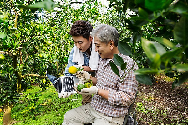 포토 JPG 남자 행복 아들 50대 가족 한국 실내 실험 작업복 서기 들기 사람 앉기 상반신 성인 두명 옆모습 30대 노트북 부모 제주도 농장 농사 기쁨 한국인 자녀 기록 아빠 과수원 과일나무 즐거움 귀농 비닐하우스 한라봉 개발 부자지간 성인남자만 국내포토 나무 옷 감정 아시아 뷰포인트 중년 농업 과일 관계 모션 동양인 내부 장년 전자제품 남자만 성인만 파일형식