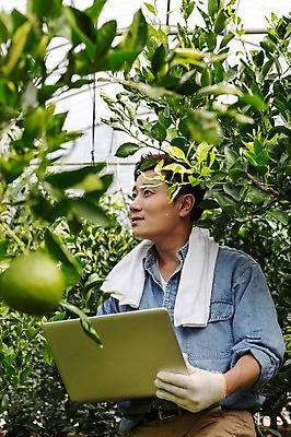 포토 JPG 응시 남자 행복 아들 50대 한국 실내 실험 작업복 한명 사람 앉기 상반신 성인 30대 노트북 제주도 농장 농사 기쁨 한국인 자녀 기록 과수원 과일나무 즐거움 귀농 비닐하우스 한라봉 개발 남자한명만 성인남자만 국내포토 나무 1 시선 옷 감정 아시아 중년 농업 과일 가족 모션 동양인 내부 장년 전자제품 남자만 성인만 파일형식