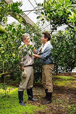 포토 JPG 전신 남자 행복 아들 50대 가족 한국 실내 작업복 서기 미소 사람 성인 두명 옆모습 30대 부모 수건 제주도 농장 마주보기 농사 기쁨 한국인 수확 자녀 체험 아빠 과수원 과일나무 즐거움 귀농 비닐하우스 한라봉 부자지간 성인남자만 국내포토 나무 옷 감정 아시아 뷰포인트 중년 컨셉 농업 과일 관계 모션 표정 동양인 내부 장년 위생용품 남자만 성인만 파일형식