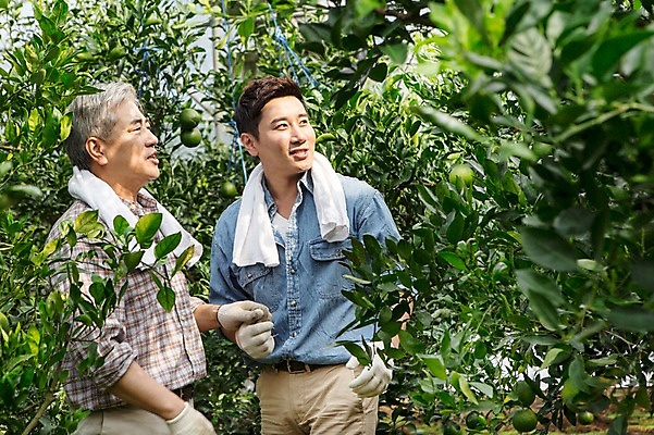포토 JPG 남자 행복 아들 50대 가족 한국 실내 작업복 미소 사람 상반신 성인 두명 앞모습 30대 부모 수건 제주도 농장 농사 기쁨 한국인 수확 자녀 체험 아빠 과수원 과일나무 즐거움 귀농 비닐하우스 한라봉 부자지간 성인남자만 국내포토 나무 옷 감정 아시아 뷰포인트 중년 컨셉 농업 과일 관계 표정 동양인 내부 장년 위생용품 남자만 성인만 파일형식