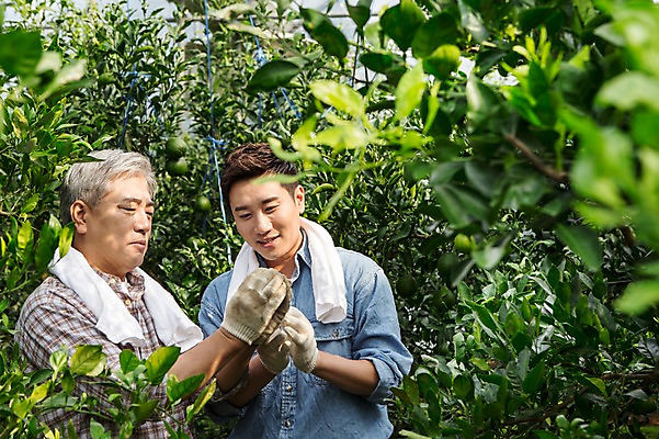 포토 JPG 남자 행복 아들 50대 가족 한국 실내 작업복 서기 사람 상반신 성인 두명 앞모습 30대 부모 수건 제주도 농장 농사 기쁨 한국인 수확 자녀 체험 아빠 과수원 과일나무 즐거움 귀농 비닐하우스 한라봉 부자지간 성인남자만 국내포토 나무 옷 감정 아시아 뷰포인트 중년 컨셉 농업 과일 관계 모션 동양인 내부 장년 위생용품 남자만 성인만 파일형식