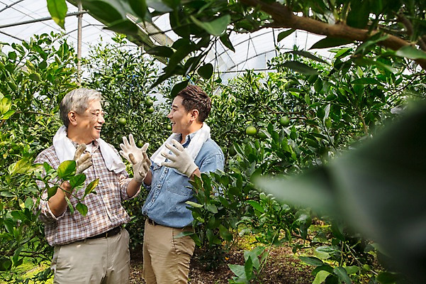 포토 JPG 남자 행복 아들 50대 가족 한국 실내 작업복 서기 사람 손짓 상반신 성인 두명 옆모습 30대 부모 제주도 농장 마주보기 농사 기쁨 한국인 수확 자녀 체험 아빠 과수원 과일나무 즐거움 귀농 비닐하우스 한라봉 부자지간 성인남자만 국내포토 나무 옷 감정 아시아 뷰포인트 중년 컨셉 농업 과일 관계 모션 동양인 내부 장년 남자만 성인만 파일형식