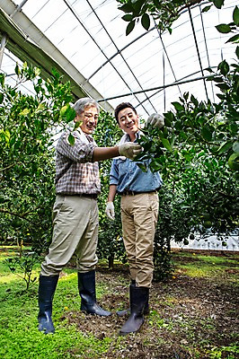 포토 JPG 전신 남자 행복 아들 50대 가족 한국 실내 작업복 서기 미소 사람 성인 두명 앞모습 30대 부모 제주도 농장 농사 기쁨 한국인 수확 자녀 체험 아빠 과수원 과일나무 즐거움 귀농 비닐하우스 한라봉 부자지간 성인남자만 국내포토 나무 옷 감정 아시아 뷰포인트 중년 컨셉 농업 과일 관계 모션 표정 동양인 내부 장년 남자만 성인만 파일형식