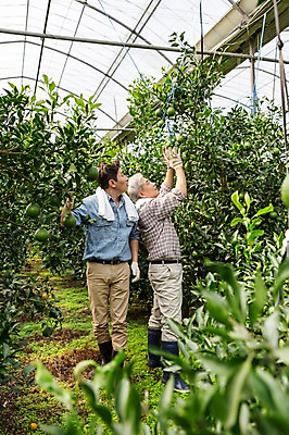 포토 JPG 전신 남자 행복 아들 50대 가족 한국 실내 작업복 서기 사람 손짓 성인 두명 앞모습 옆모습 30대 부모 제주도 농장 손들기 농사 기쁨 한국인 수확 자녀 체험 아빠 과수원 과일나무 즐거움 귀농 비닐하우스 한라봉 부자지간 성인남자만 국내포토 나무 옷 감정 아시아 뷰포인트 중년 컨셉 농업 과일 관계 모션 동양인 내부 장년 남자만 성인만 파일형식