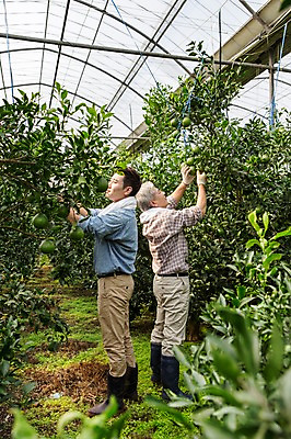 포토 JPG 전신 남자 행복 아들 50대 가족 한국 실내 작업복 서기 사람 성인 두명 옆모습 30대 부모 제주도 농장 농사 기쁨 한국인 수확 자녀 체험 아빠 과수원 과일나무 즐거움 귀농 비닐하우스 한라봉 부자지간 성인남자만 국내포토 나무 옷 감정 아시아 뷰포인트 중년 컨셉 농업 과일 관계 모션 동양인 내부 장년 남자만 성인만 파일형식