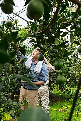 포토 JPG 남자 행복 아들 50대 가족 한국 실내 작업복 서기 사람 상반신 성인 두명 앞모습 30대 부모 제주도 농장 농사 기쁨 한국인 수확 자녀 체험 아빠 과수원 과일나무 즐거움 귀농 비닐하우스 한라봉 부자지간 성인남자만 국내포토 나무 옷 감정 아시아 뷰포인트 중년 컨셉 농업 과일 관계 모션 동양인 내부 장년 남자만 성인만 파일형식