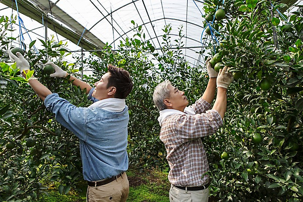 포토 JPG 남자 행복 아들 50대 가족 한국 실내 작업복 서기 사람 상반신 성인 두명 옆모습 30대 부모 제주도 농장 농사 기쁨 한국인 수확 자녀 체험 아빠 과수원 과일나무 즐거움 귀농 비닐하우스 한라봉 부자지간 성인남자만 국내포토 나무 옷 감정 아시아 뷰포인트 중년 컨셉 농업 과일 관계 모션 동양인 내부 장년 남자만 성인만 파일형식