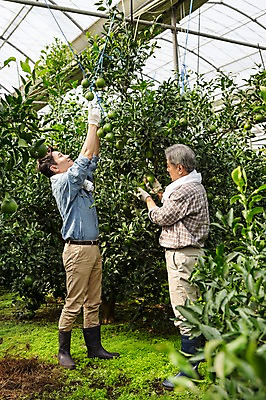 포토 JPG 전신 남자 행복 아들 50대 가족 한국 실내 작업복 서기 사람 성인 두명 옆모습 30대 부모 제주도 농장 농사 기쁨 한국인 수확 자녀 체험 아빠 과수원 과일나무 즐거움 귀농 비닐하우스 한라봉 부자지간 성인남자만 국내포토 나무 옷 감정 아시아 뷰포인트 중년 컨셉 농업 과일 관계 모션 동양인 내부 장년 남자만 성인만 파일형식