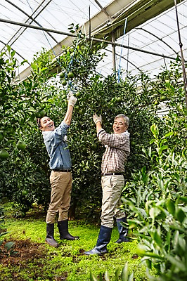 포토 JPG 전신 남자 행복 아들 50대 가족 한국 실내 작업복 서기 미소 사람 성인 두명 옆모습 30대 부모 제주도 농장 농사 기쁨 한국인 수확 자녀 체험 아빠 과수원 과일나무 즐거움 귀농 비닐하우스 한라봉 부자지간 성인남자만 국내포토 나무 옷 감정 아시아 뷰포인트 중년 컨셉 농업 과일 관계 모션 표정 동양인 내부 장년 남자만 성인만 파일형식