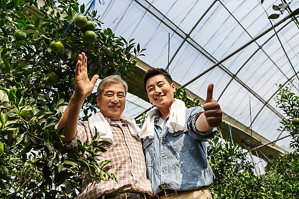 포토 JPG 남자 행복 아들 50대 가족 한국 실내 작업복 서기 미소 사람 손짓 상반신 성인 두명 앞모습 30대 부모 제주도 농장 농사 기쁨 한국인 수확 자녀 인사 최고 체험 아빠 과수원 과일나무 즐거움 귀농 비닐하우스 한라봉 부자지간 성인남자만 국내포토 나무 옷 감정 아시아 뷰포인트 중년 컨셉 농업 과일 관계 모션 표정 동양인 내부 장년 예절 남자만 성인만 파일형식