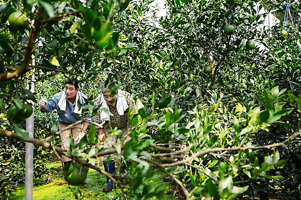 포토 JPG 전신 남자 행복 아들 50대 가족 한국 실내 작업복 숙이기 사람 성인 두명 앞모습 30대 부모 제주도 농장 걷기 농사 기쁨 한국인 수확 자녀 체험 아빠 과수원 과일나무 즐거움 귀농 비닐하우스 한라봉 부자지간 성인남자만 국내포토 나무 옷 감정 아시아 뷰포인트 중년 포즈 컨셉 농업 과일 관계 모션 동양인 내부 장년 남자만 성인만 파일형식