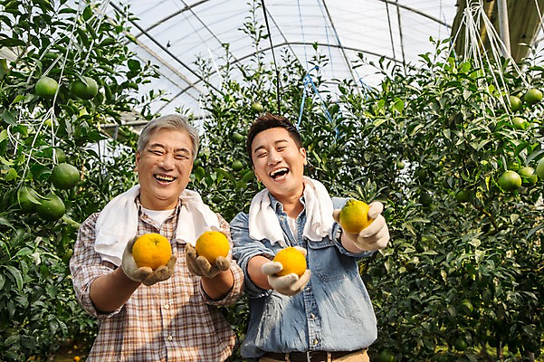 포토 JPG 남자 행복 아들 50대 가족 한국 실내 작업복 서기 웃음 들기 사람 상반신 성인 두명 앞모습 30대 부모 제주도 농장 농사 기쁨 한국인 수확 자녀 체험 아빠 과수원 과일나무 즐거움 귀농 비닐하우스 한라봉 부자지간 성인남자만 국내포토 나무 옷 감정 아시아 뷰포인트 중년 컨셉 농업 과일 관계 모션 표정 동양인 내부 장년 남자만 성인만 파일형식