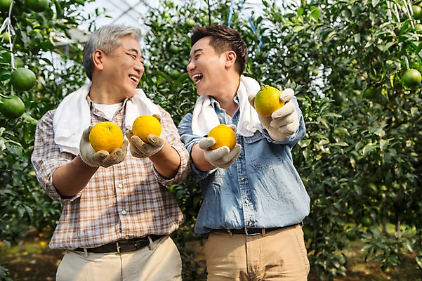 포토 JPG 남자 행복 아들 50대 가족 한국 실내 작업복 서기 미소 들기 사람 상반신 성인 두명 앞모습 30대 부모 제주도 농장 마주보기 농사 기쁨 한국인 수확 자녀 체험 아빠 과수원 과일나무 즐거움 귀농 비닐하우스 한라봉 부자지간 성인남자만 국내포토 나무 옷 감정 아시아 뷰포인트 중년 컨셉 농업 과일 관계 모션 표정 동양인 내부 장년 남자만 성인만 파일형식