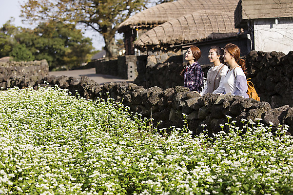 포토 JPG 주간 여자 여유 여행 고건축 한국 돌담 사람 상반신 20대 성인 야외 옆모습 세명 친구 청춘 제주도 걷기 한국인 구경 힐링 성읍민속촌 메밀밭 성인여자만 국내포토 자연요소 건축물 감정 아시아 뷰포인트 컨셉 밭 관계 모션 동양인 청년 담장 돌_바위 민속촌 여자만 성인만 파일형식