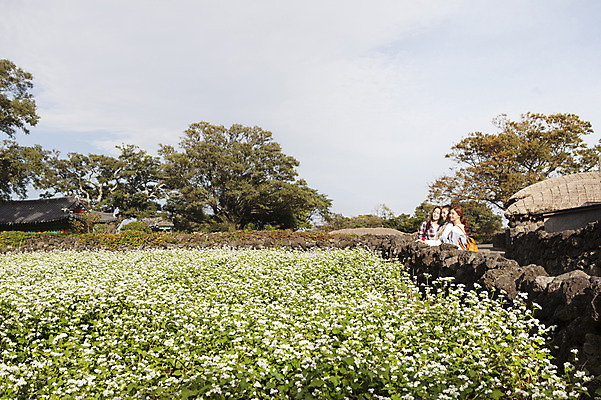 포토 JPG 주간 여자 여유 여행 고건축 한국 서기 사람 상반신 20대 성인 야외 옆모습 세명 친구 청춘 제주도 한국인 힐링 성읍민속촌 메밀밭 성인여자만 국내포토 자연요소 건축물 감정 아시아 뷰포인트 컨셉 밭 관계 모션 동양인 청년 민속촌 여자만 성인만 파일형식