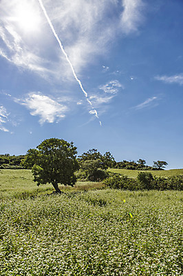포토 JPG 주간 나무 구름 여행 하늘 한국 풍경 사람없음 야외 제주도 풀 메밀 메밀밭 국내포토 자연요소 식물 아시아 밭 식재료 파일형식