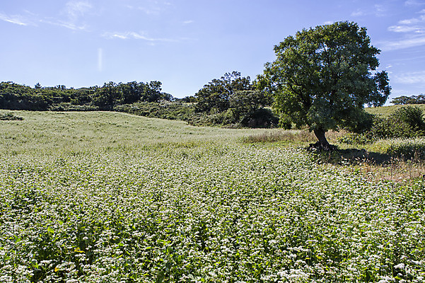 포토 JPG 주간 나무 여행 하늘 한국 풍경 사람없음 야외 제주도 풀 메밀 메밀밭 국내포토 자연요소 식물 아시아 밭 식재료 파일형식