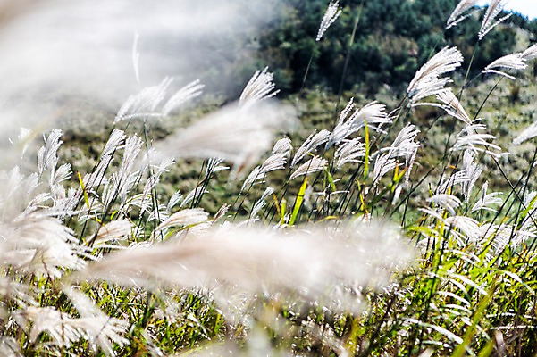 포토 JPG 주간 여행 한국 풍경 사람없음 야외 제주도 풀 억새 국내포토 자연요소 식물 아시아 파일형식