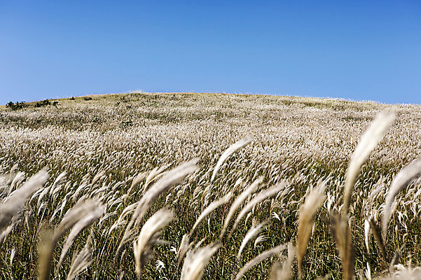 포토 JPG 주간 여행 하늘 한국 풍경 사람없음 야외 제주도 풀 억새 새별오름 국내포토 자연요소 식물 아시아 오름 파일형식
