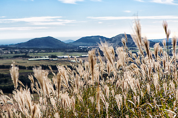 포토 JPG 주간 구름 여행 하늘 산 한국 풍경 사람없음 야외 제주도 억새 새별오름 국내포토 자연요소 식물 아시아 오름 파일형식