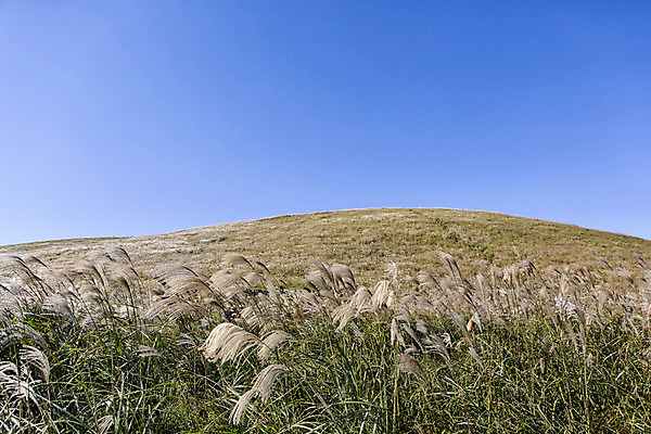 포토 JPG 주간 여행 하늘 한국 풍경 사람없음 야외 제주도 언덕 억새 새별오름 국내포토 자연요소 식물 아시아 오름 파일형식