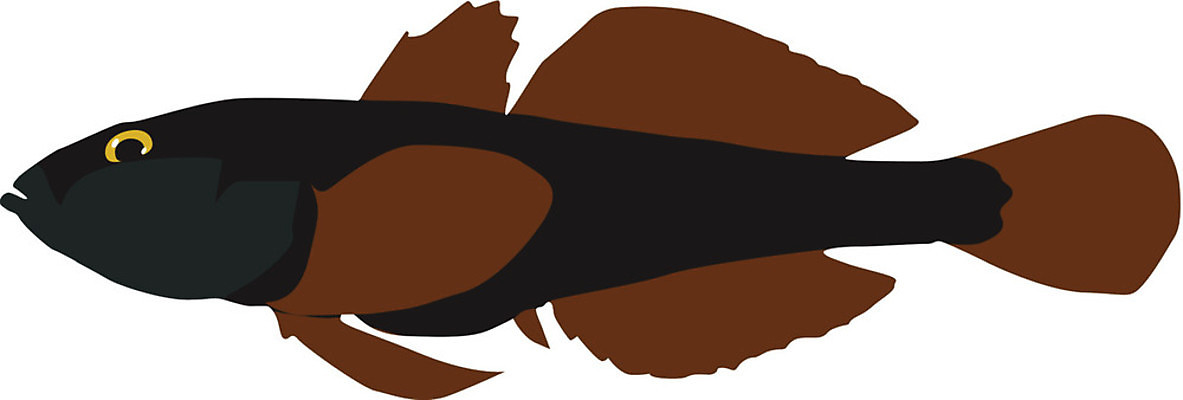 EPS 해외이미지 동물 실루엣 야생동물 선 음식 바다 일러스트 자연 낚시 저울 육류 어류 미술 그래픽 물 빛 검은색 웹 줄무늬 흰색 땅 그림 심플 지느러미 포식 현실 해외202004 해외일러스트 자연요소 컬러 무늬 인터넷 식재료 레저 문화예술 촬영기법 수중동물 생태계 파일형식 벡터 이미지허브