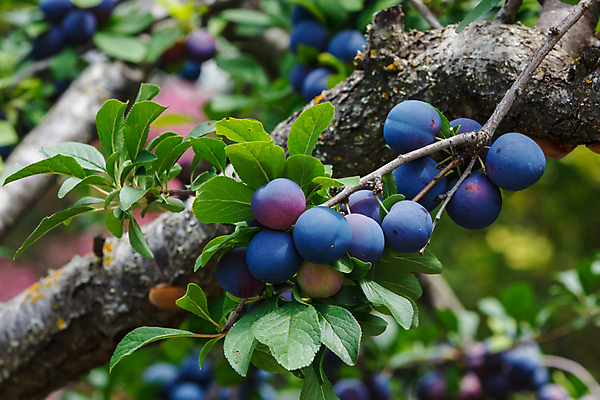 포토 JPG 해외이미지 나무 식물 계절 열매 음식 십자가 잎 농업 과일 자연 디저트 건강 3 사람없음 야외 초록색 여름 파란색 농작물 농장 정원 보라색 성장 바위 흰색 나뭇가지 시골 신선 체리 달콤 맛 과수원 먹기 제비꽃 언덕 유기농 자두 내추럴 강렬 고립 숙성 채식주의자 해외202004 해외포토 웰빙 꽃 산업 컬러 컨셉 모션 돌_바위 생태계 채식 파일형식 이미지허브