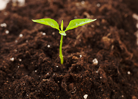 포토 JPG 해외이미지 식물 백그라운드 잎 새로움 사람없음 초록색 흙 성장 냄비 원예 설정 해외202004 해외포토 컬러 컨셉 취미 솥 파일형식 이미지허브