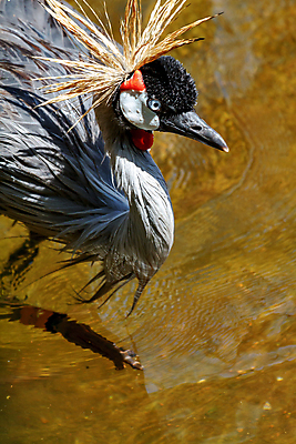 포토 JPG 해외이미지 동물 척추동물 한마리 야생동물 날개 자연 조류 왕관 사람없음 빨간색 세로 컬러풀 머리 검은색 회색 황무지 깃털 묘사 기중기 부리 갈기 목 철새 계산서 내추럴 동물상 해외202004 해외포토 1 컬러 신체부위 조형물 중장비 생태계 파일형식 이미지허브