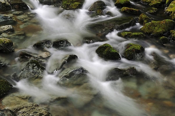 포토 JPG 해외이미지 나무 식물 여행 잎 자연 이끼 풍경 사람없음 야외 초록색 물 강 평화 침묵 덮개 개울 황무지 고독 숲 큼 캘리포니아 태평양 멀리 거인 양치류 웅장함 혼자 해외202004 해외포토 자연요소 감정 바다 컬러 컨셉 미국 소리 뚜껑 크기 생태계 파일형식 이미지허브